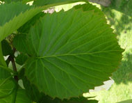 Davidia involucrata