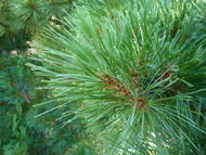 Pinus leucodermis