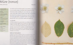 Arbres Fruitiers - Exemple