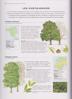 L'Encyclopdie Mondiale des Arbres - Exemple