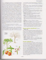 Larousse des Arbres - Exemple