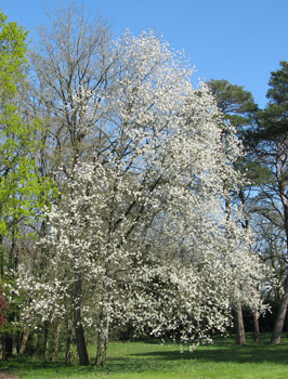 Arbre Entier en Fleuraison