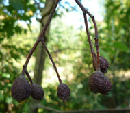 Fruit