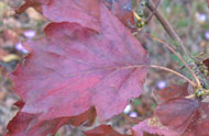 Feuille durant l'Automne