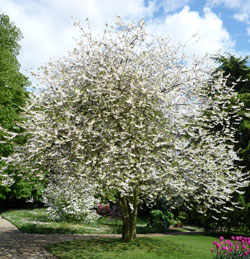 Arbre Entier en Fleuraison