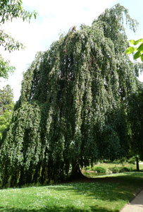 Arbre Entier