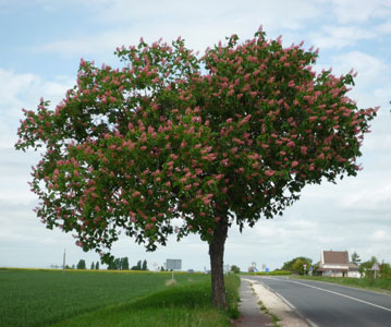 Arbre Entier