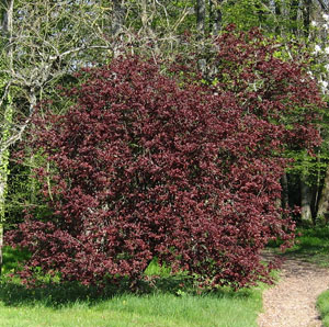 Arbre Entier Arbre Entier