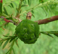 Fruit