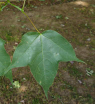 Feuille Différente