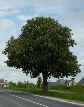 Arbre Entier en Fleuraison