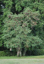 Arbre entier avec ses fruits