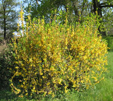 Arbre Entier en Fleuraison